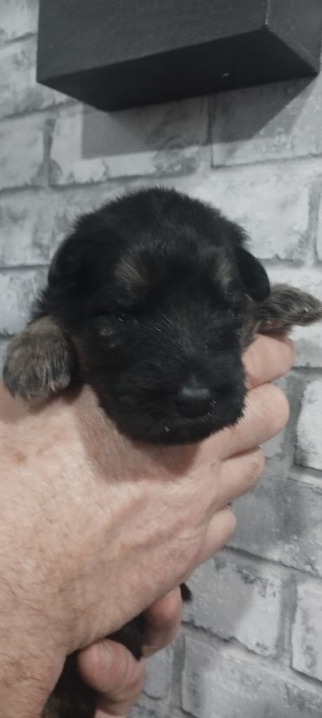 Du Val De Louvanda - Chiot disponible  - Berger Allemand Poil Long