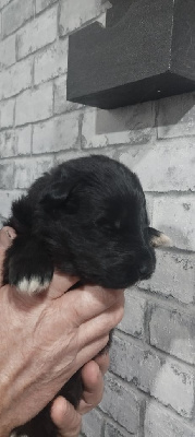 CHIOT 2