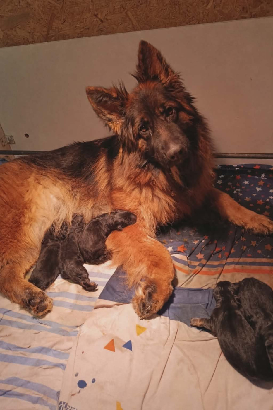 Chiot Berger Allemand Poil Long Du Val De Louvanda