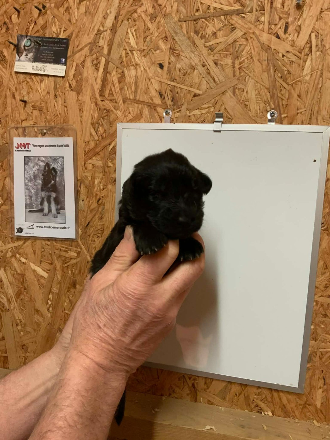 Du Val De Louvanda - Chiots disponibles - Berger Allemand Poil Long