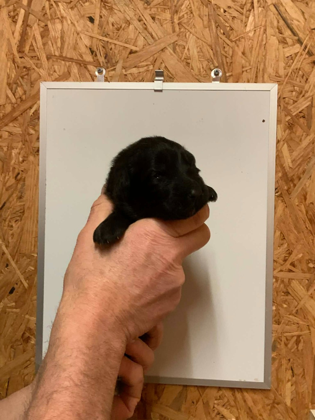 Du Val De Louvanda - Chiots disponibles - Berger Allemand Poil Long