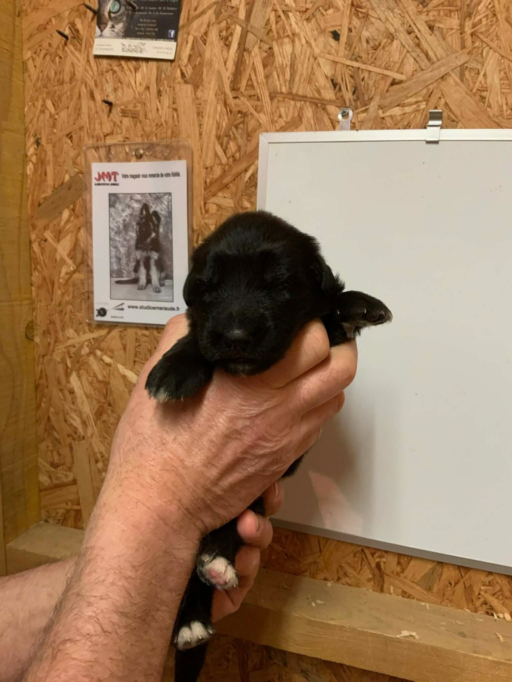 Du Val De Louvanda - Chiots disponibles - Berger Allemand Poil Long