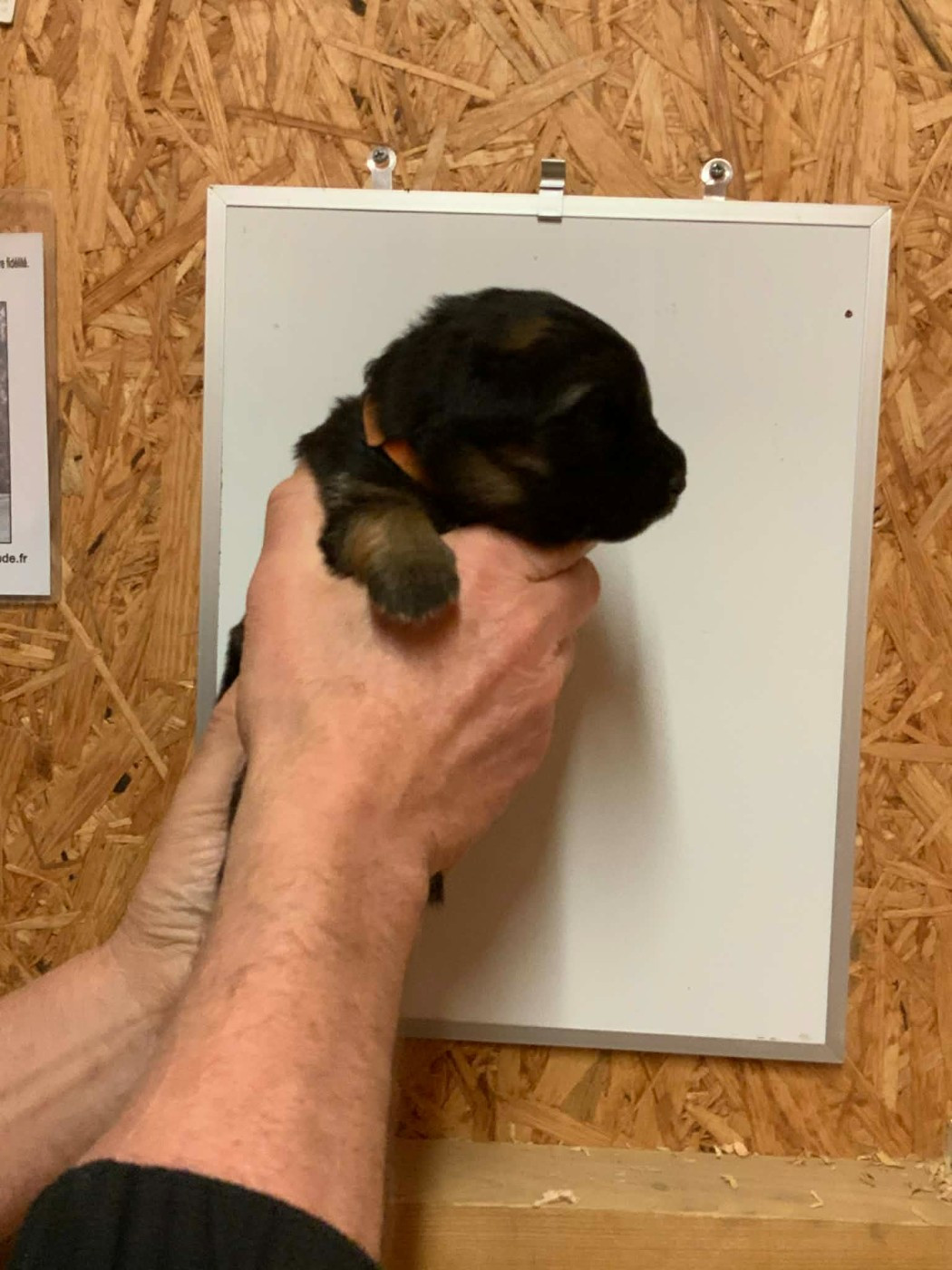 Du Val De Louvanda - Chiots disponibles - Berger Allemand Poil Long