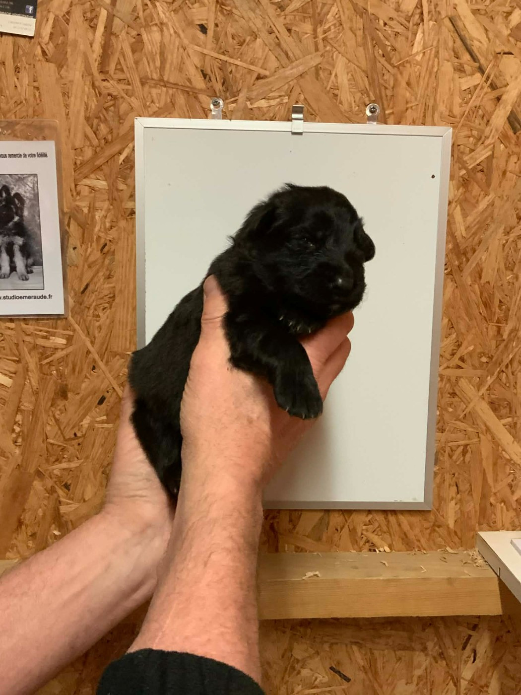 Du Val De Louvanda - Chiots disponibles - Berger Allemand Poil Long