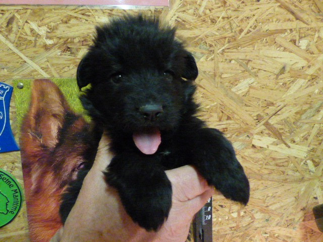 Du Val De Louvanda - Chiots disponibles - Berger Allemand Poil Long