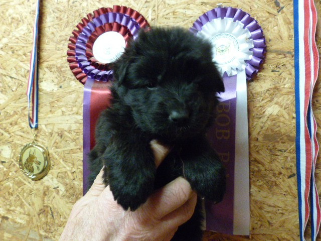 Du Val De Louvanda - Chiots disponibles - Berger Allemand Poil Long