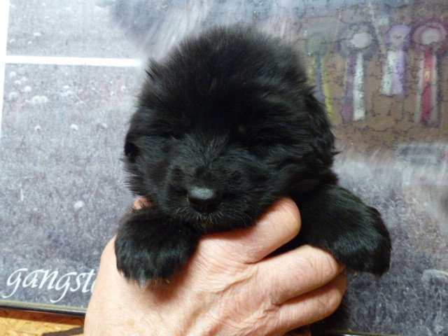 Du Val De Louvanda - Chiots disponibles - Berger Allemand Poil Long