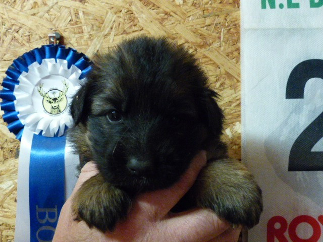 Du Val De Louvanda - Chiots disponibles - Berger Allemand Poil Long