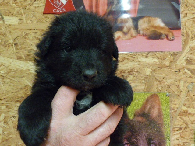 Du Val De Louvanda - Chiots disponibles - Berger Allemand Poil Long