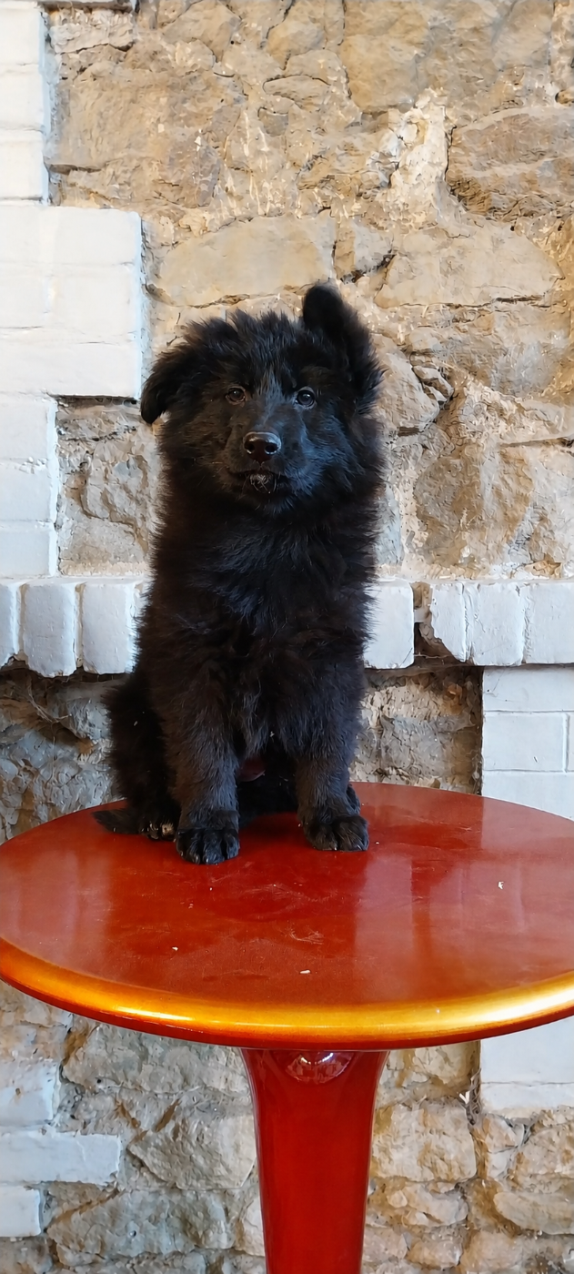 Du Val De Louvanda - Chiots disponibles - Berger Allemand Poil Long